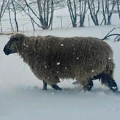 Teeswater Sheep Ram